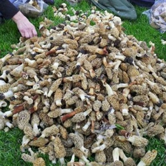 🍄 Grow Kit- MOREL Mushroom- Guaranteed! - Picture 4 of 10